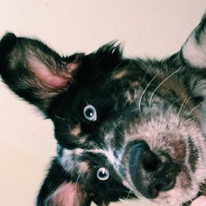 Meet your Posher, Korby